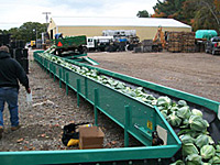 Cabbage Unload Conveyer