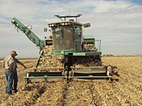 Custom Self-Propelled Harvesters in the Onion Field